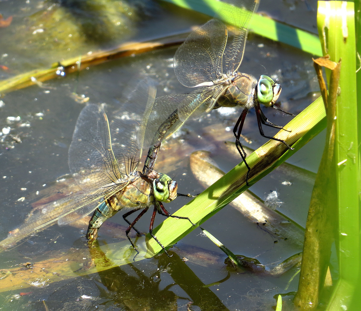 ... Kleine Königslibelle (Anax parthenope) ...