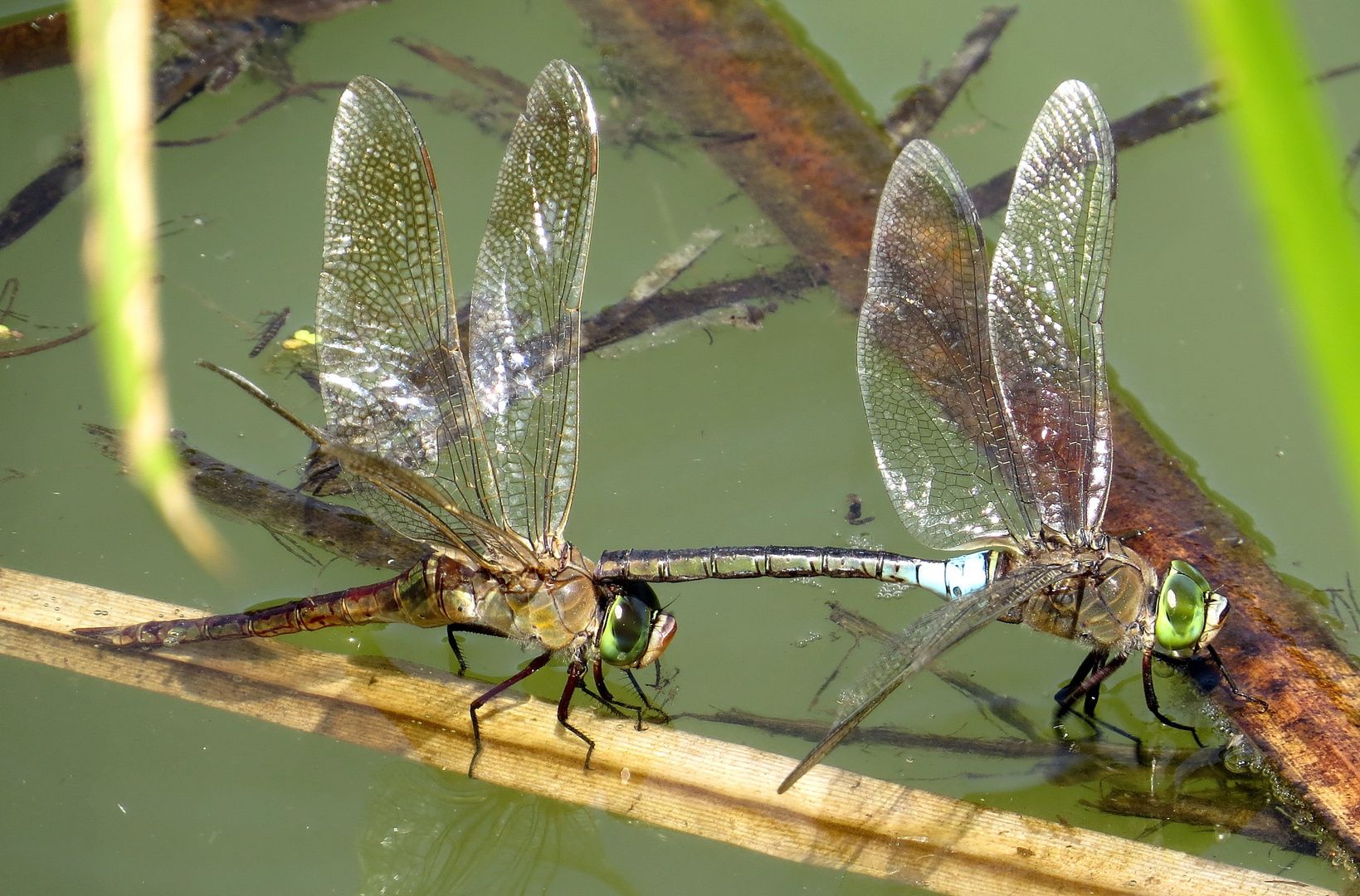 Kleine Königslibelle  (Anax parthenope), Eiablage