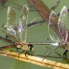 Kleine Königslibelle  (Anax parthenope), Eiablage