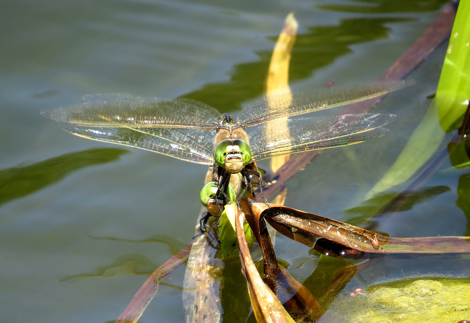 Kleine Königslibelle (Anax parthenope), Eiablage als Tandem  (1)