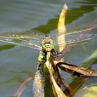 Kleine Königslibelle (Anax parthenope), Eiablage als Tandem  (1)