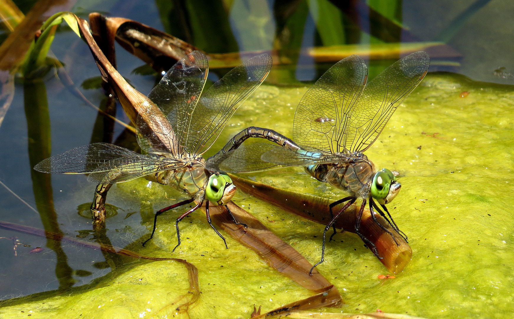 Kleine Königslibelle (Anax parthenope), Eiablage als Tandem  (2)