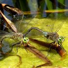 Kleine Königslibelle (Anax parthenope), Eiablage als Tandem  (2)