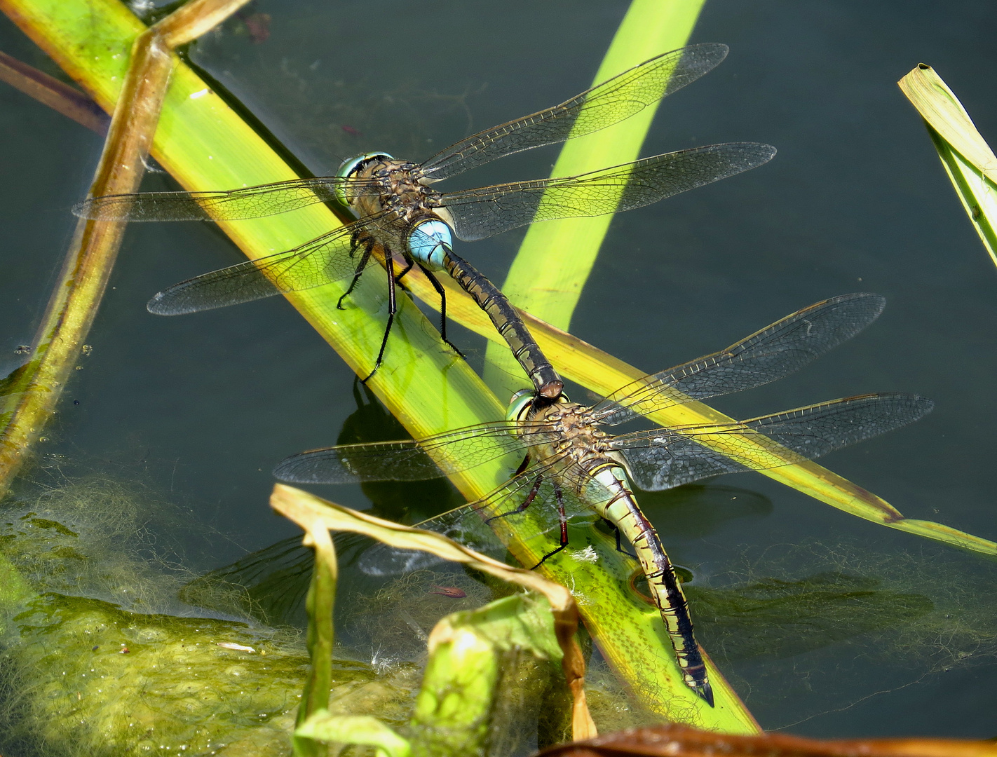 Kleine Königslibelle (Anax parthenope), Eiablage als Tandem  (3)