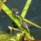 Kleine Königslibelle (Anax parthenope), Eiablage als Tandem  (3)