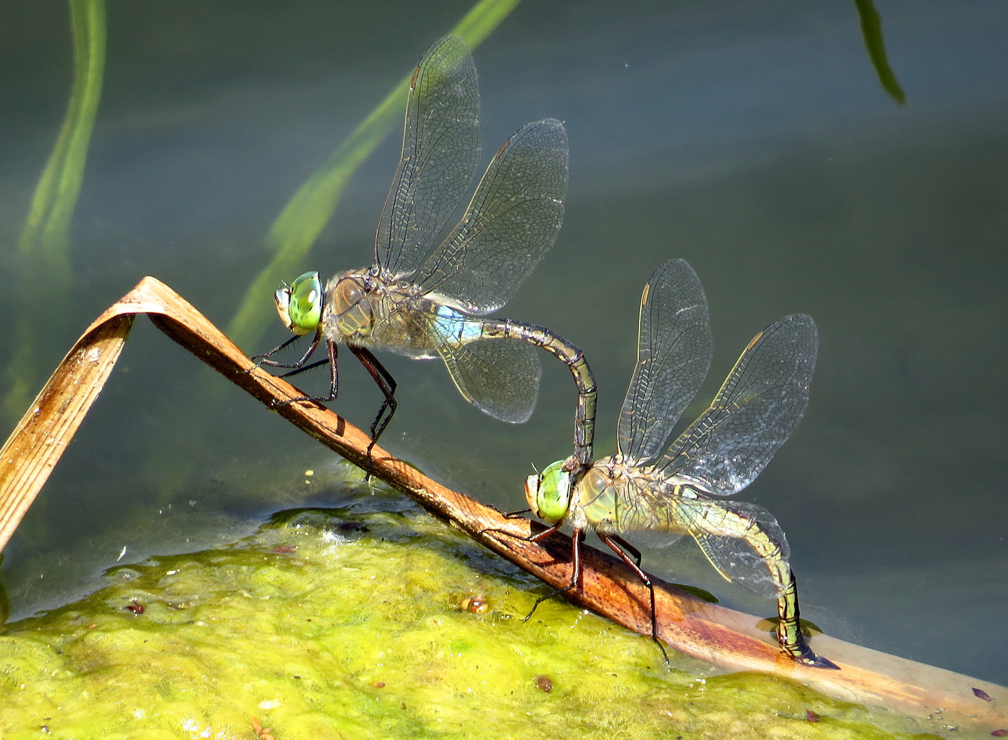 Kleine Königslibelle (Anax parthenope), Eiablage als Tandem