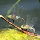 Kleine Königslibelle (Anax parthenope), Eiablage als Tandem