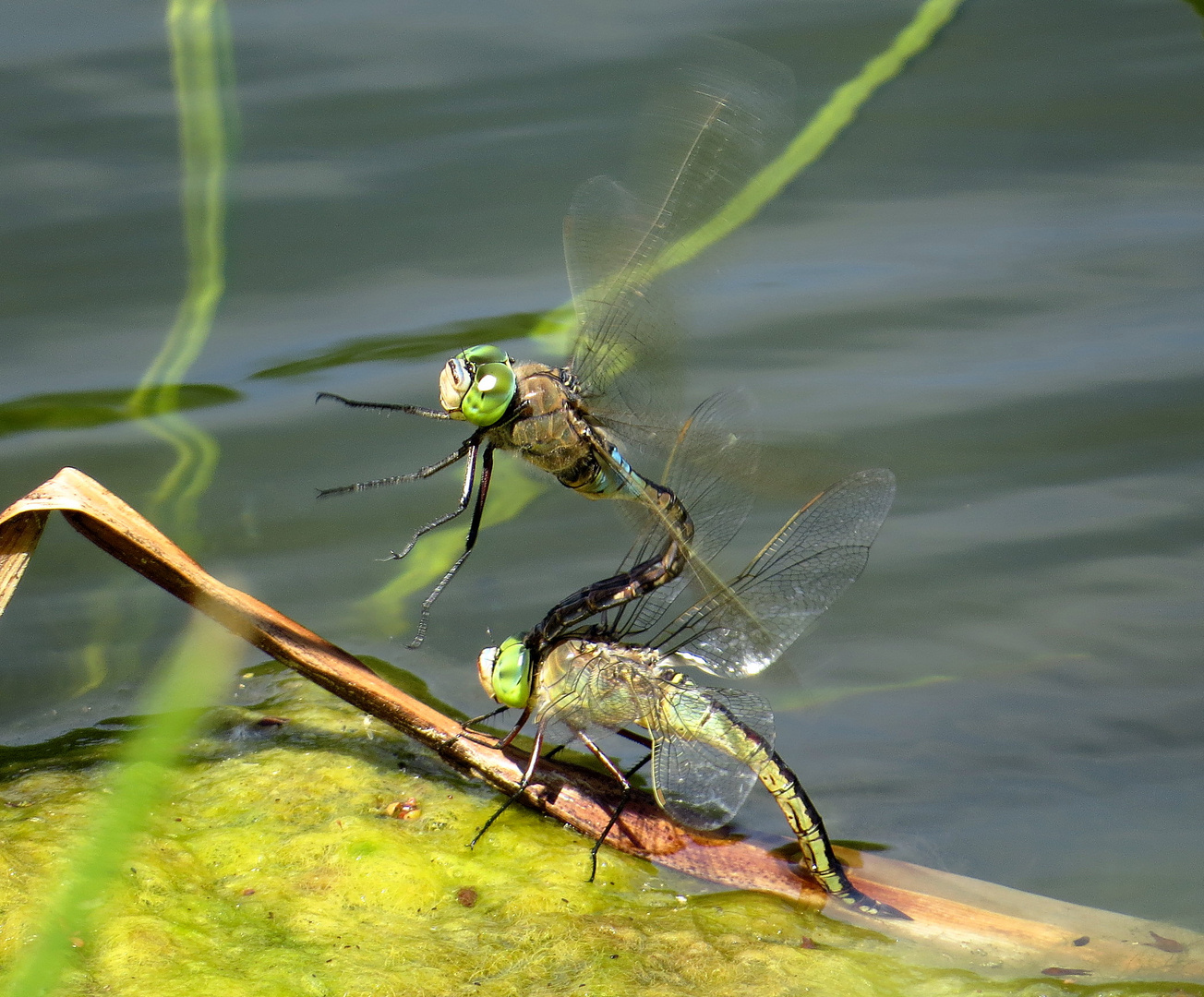 Kleine Königslibelle (Anax parthenope), Eiablage als Tandem  (4)