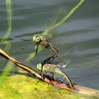 Kleine Königslibelle (Anax parthenope), Eiablage als Tandem  (4)