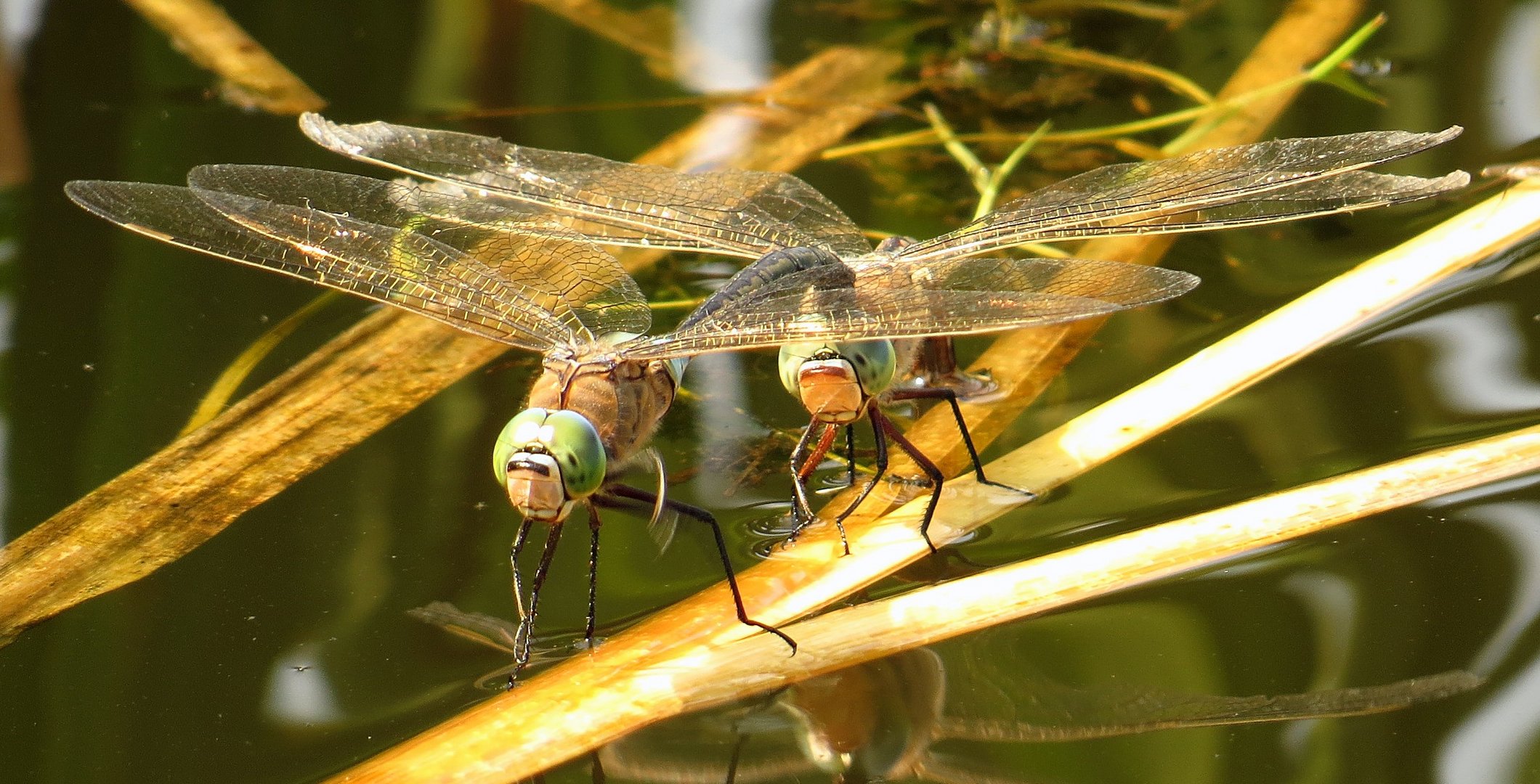 Kleine Königslibelle  (Anax parthenope), Eiablage im Tandem