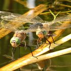 Kleine Königslibelle  (Anax parthenope), Eiablage im Tandem