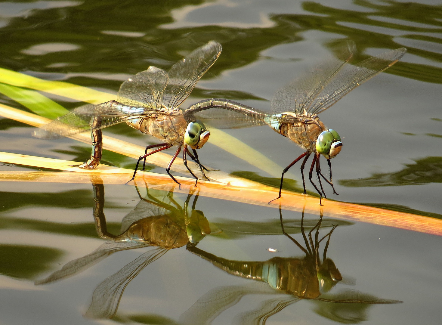 Kleine Königslibelle  (Anax parthenope), Eiablage im Tandem