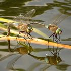 Kleine Königslibelle  (Anax parthenope), Eiablage im Tandem