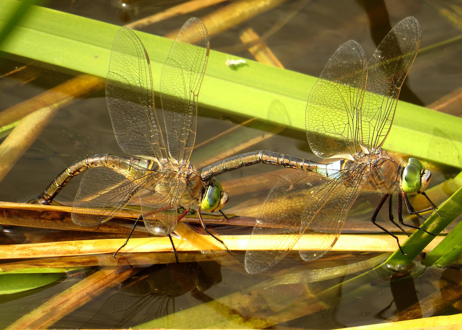 Kleine Königslibelle  (Anax parthenope), Eiablage im Tandem