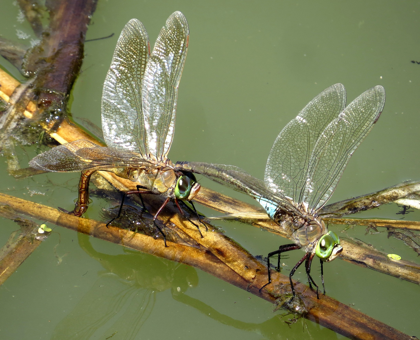 Kleine Königslibelle (Anax parthenope), Eiablage im Tandem