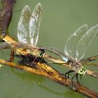 Kleine Königslibelle (Anax parthenope), Eiablage im Tandem