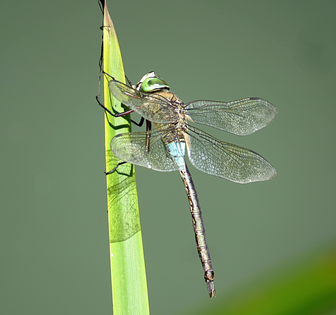 --- Kleine Königslibelle (Anax parthenope) ---