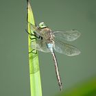 --- Kleine Königslibelle (Anax parthenope) ---