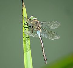 --- Kleine Königslibelle (Anax parthenope) ---