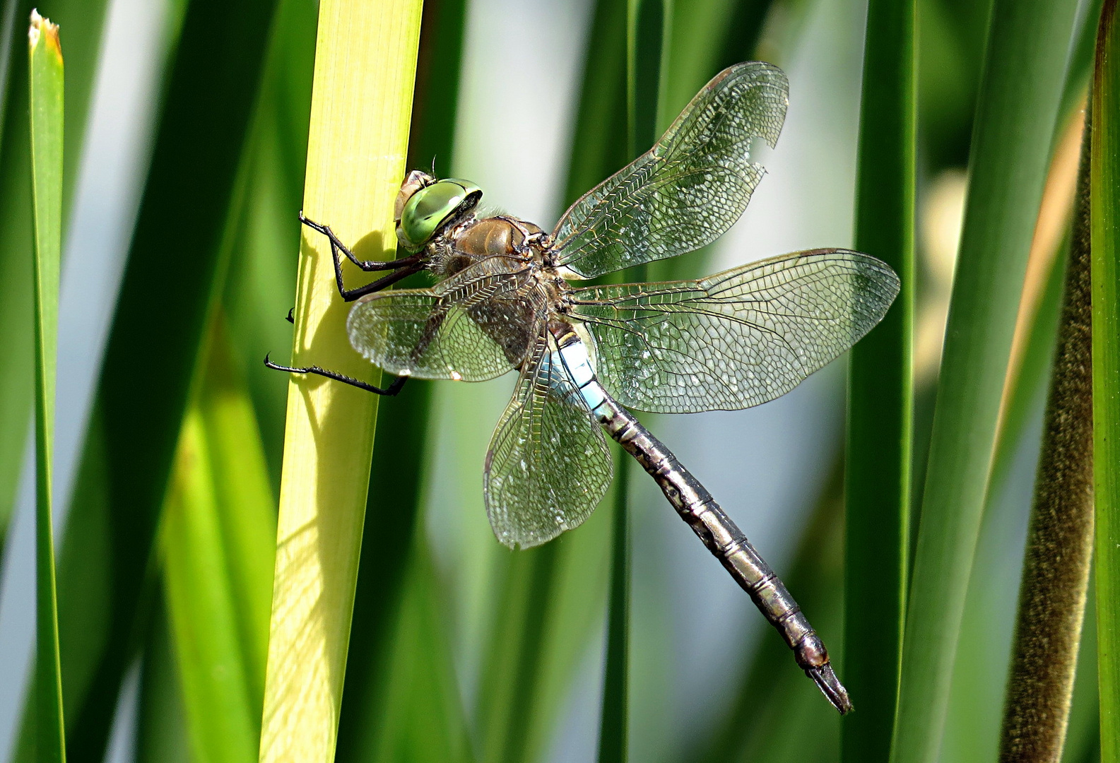 --- Kleine Königslibelle (Anax parthenope) ---