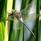 --- Kleine Königslibelle (Anax parthenope) ---