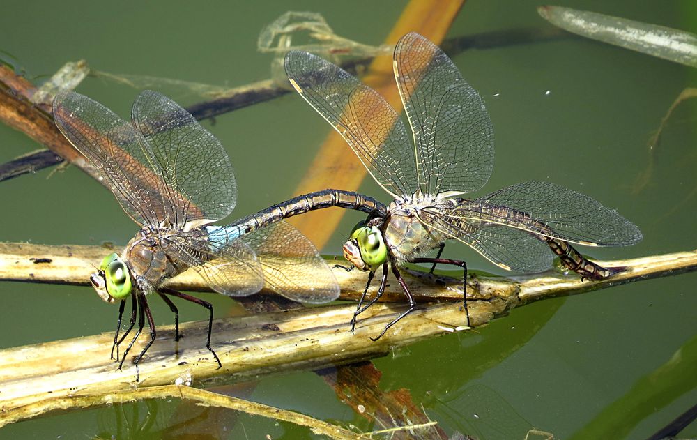 --- Kleine Königslibelle (Anax parthenope) ---