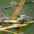 --- Kleine Königslibelle (Anax parthenope) ---