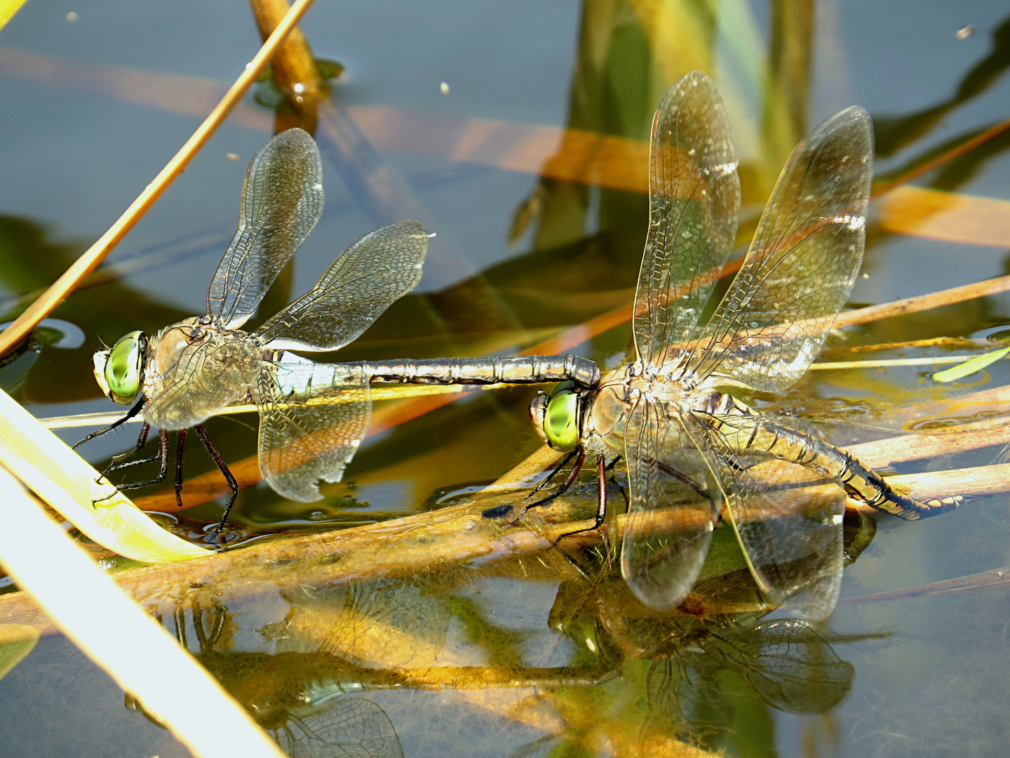 --- Kleine Königslibelle (Anax parthenope) ---