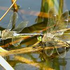 --- Kleine Königslibelle (Anax parthenope) ---