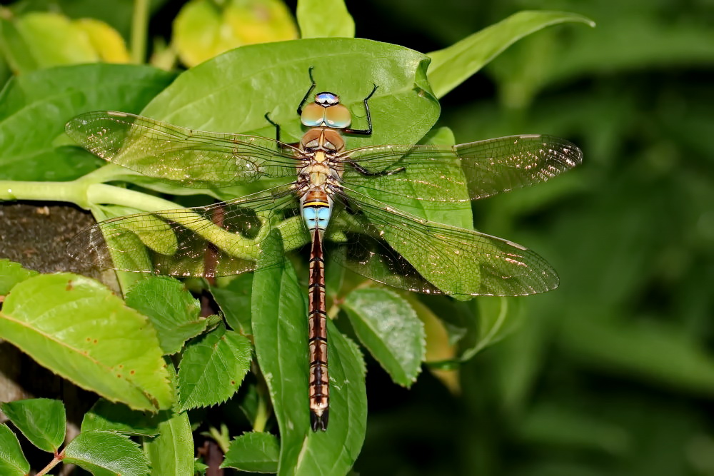 Kleine Königslibelle [Anax parthenope] - Männchen