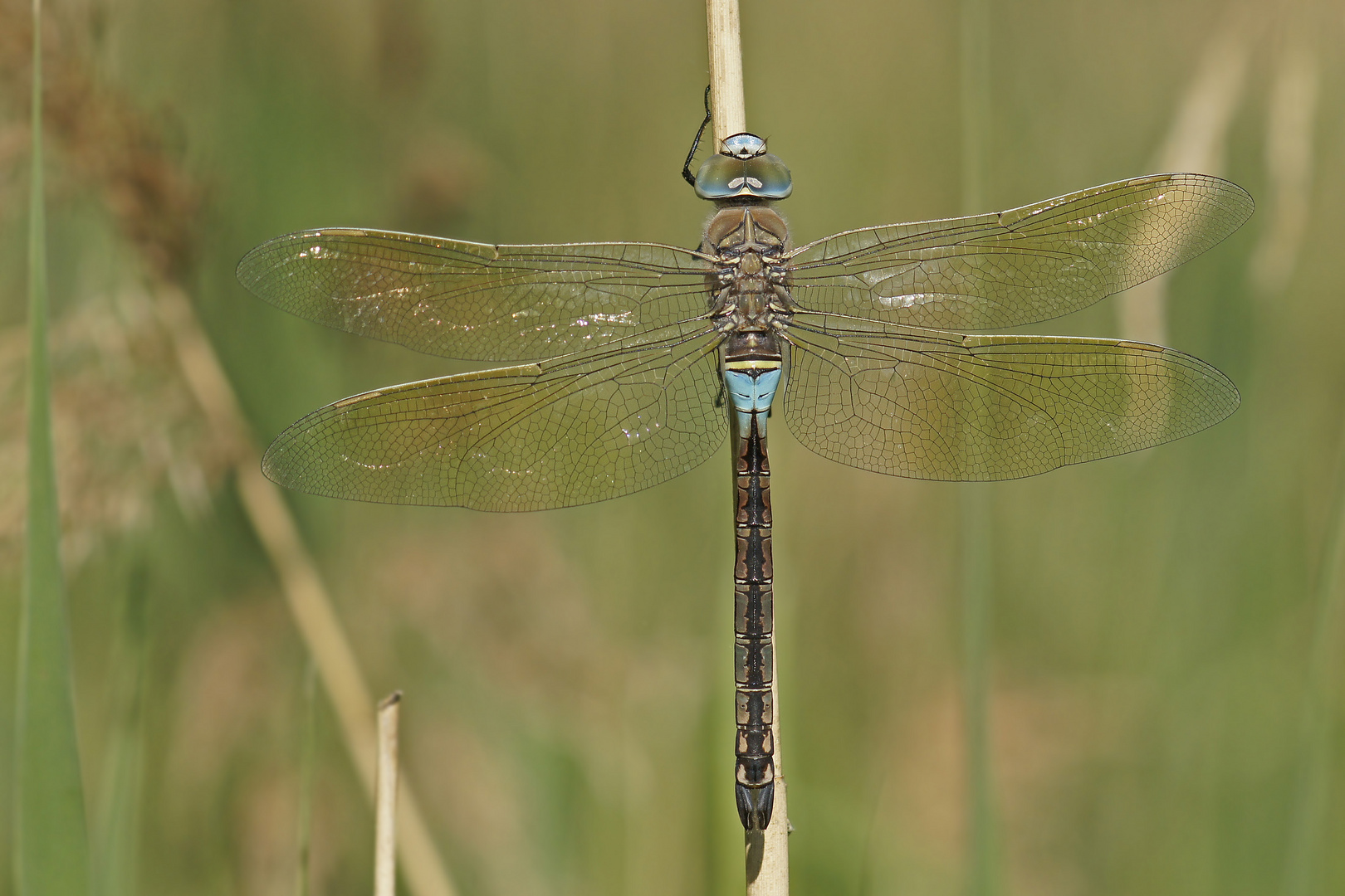 Kleine Königslibelle (Anax parthenope), Männchen