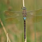 Kleine Königslibelle (Anax parthenope), Männchen