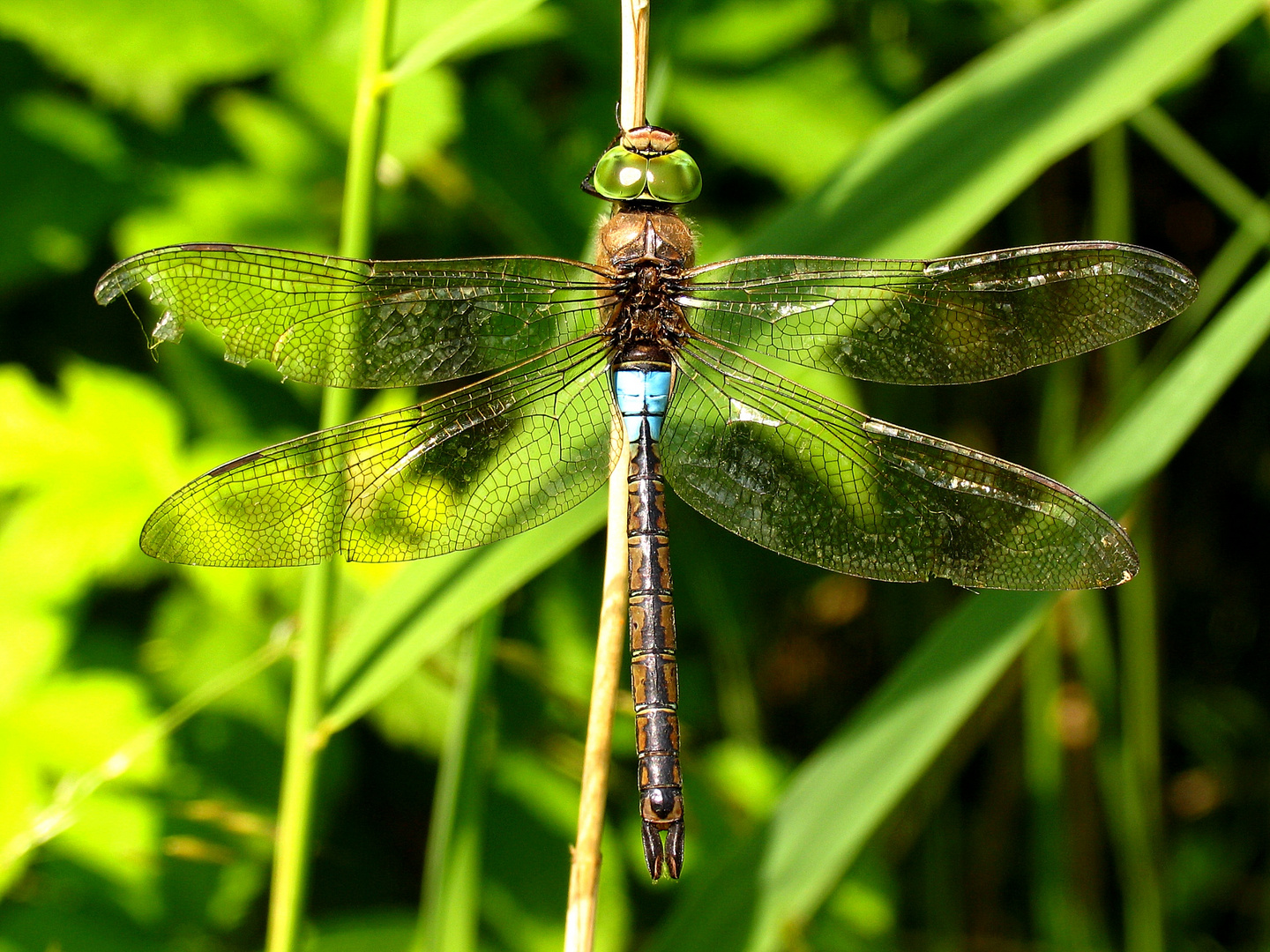  Kleine Königslibelle (Anax parthenope), Männchen