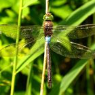  Kleine Königslibelle (Anax parthenope), Männchen