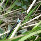 Kleine Königslibelle (Anax parthenope), Männchen