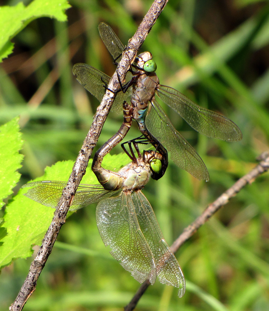  Kleine Königslibelle (Anax parthenope), Paarungsrad