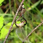  Kleine Königslibelle (Anax parthenope), Paarungsrad