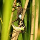 Kleine Königslibelle  (Anax parthenope), Paarungsrad