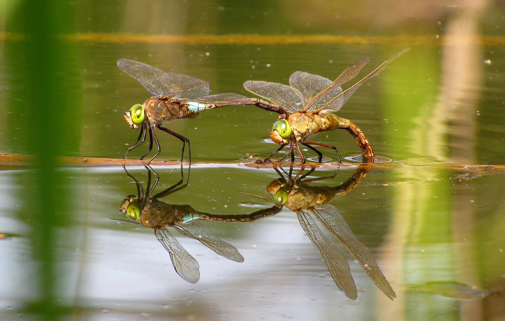 Kleine Königslibelle (Anax parthenope), Tandem bei der Eiablage