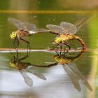 Kleine Königslibelle (Anax parthenope), Tandem bei der Eiablage