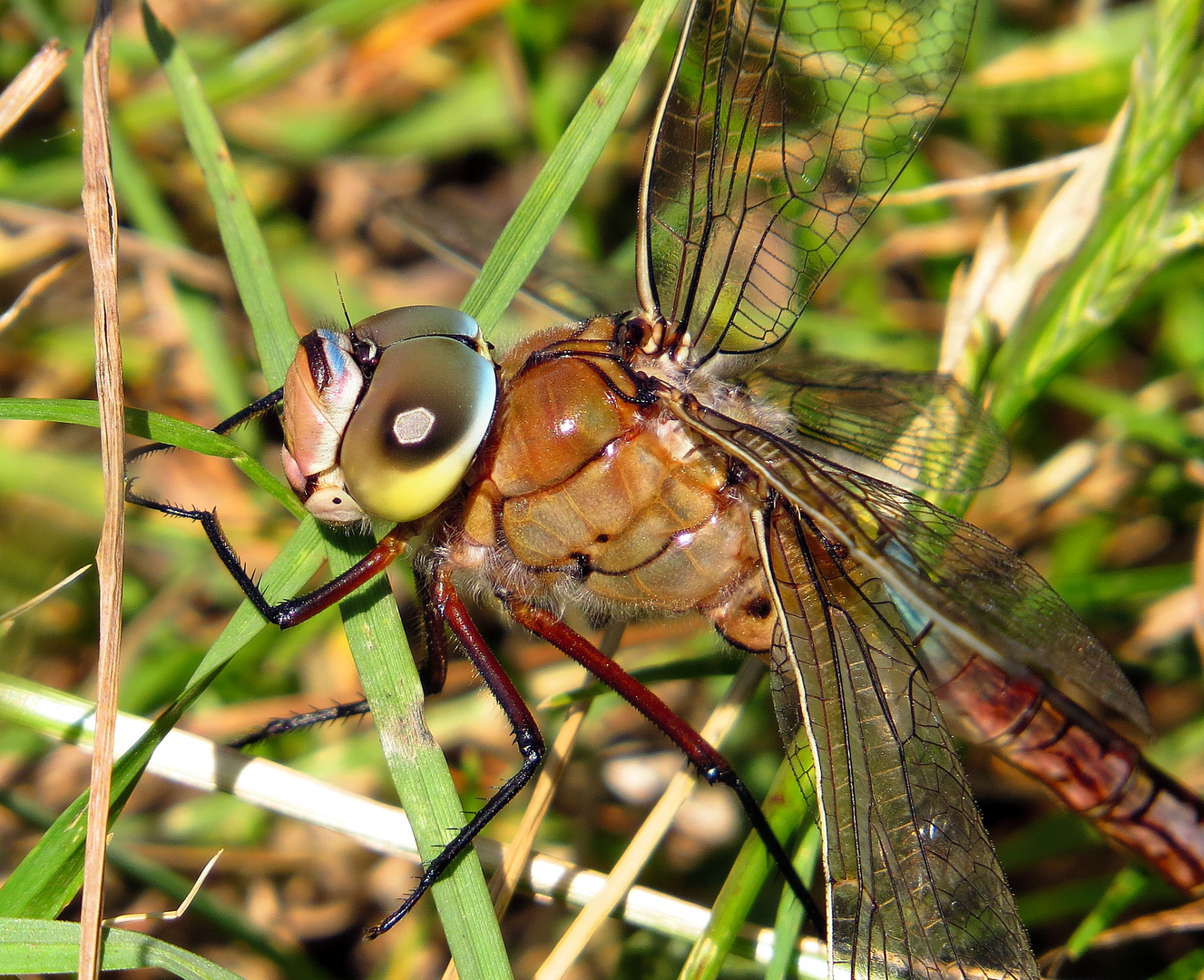  Kleine Königslibelle (Anax parthenope), Weibchen