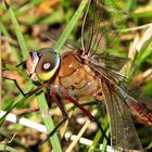  Kleine Königslibelle (Anax parthenope), Weibchen