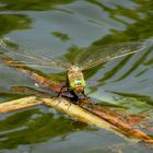 Kleine Königslibelle (Anax parthenope), Weibchen bei der Eiablage (1)