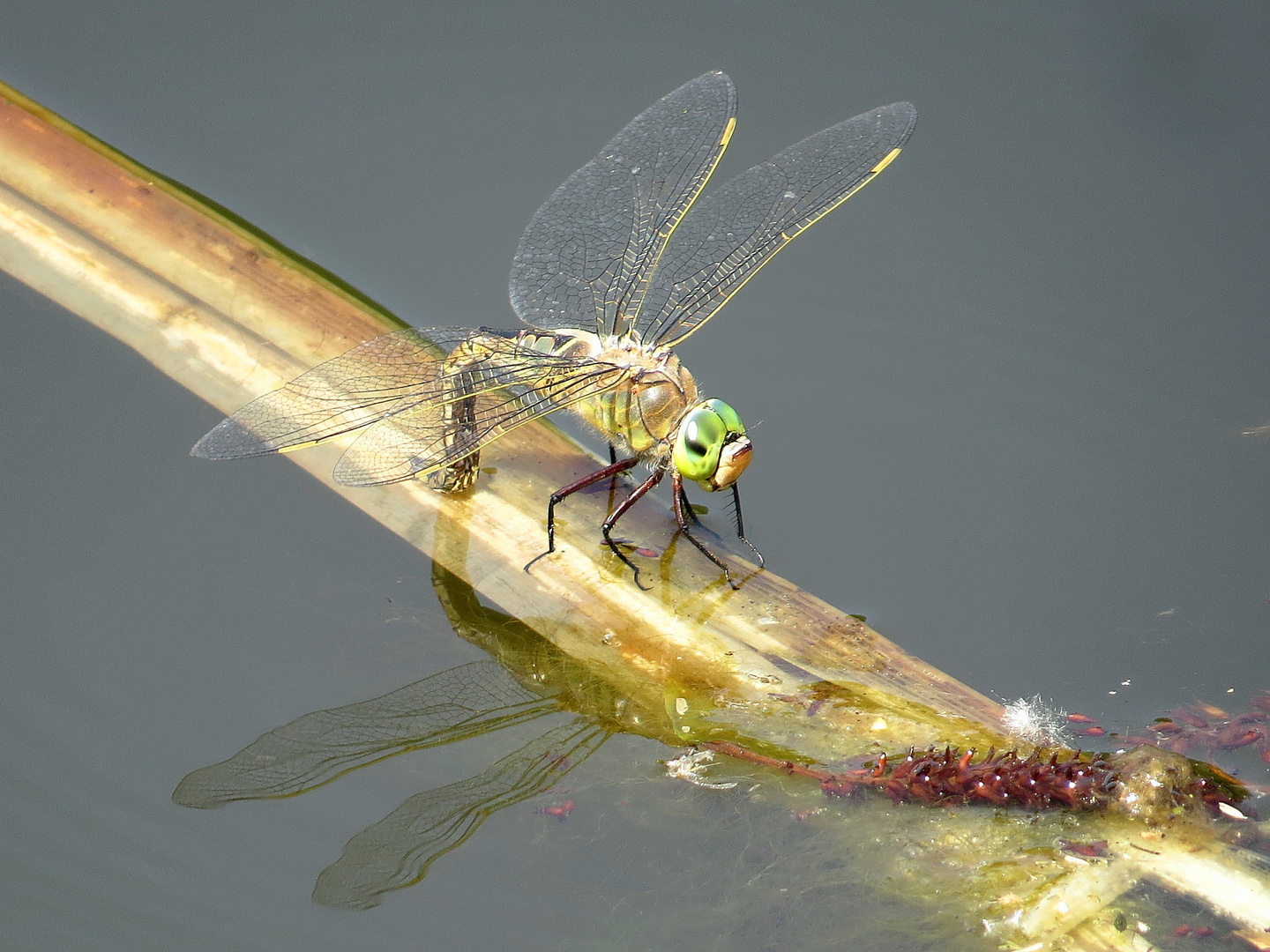 Kleine Königslibelle (Anax parthenope), Weibchen bei der Eiablage  (1)