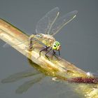 Kleine Königslibelle (Anax parthenope), Weibchen bei der Eiablage  (1)