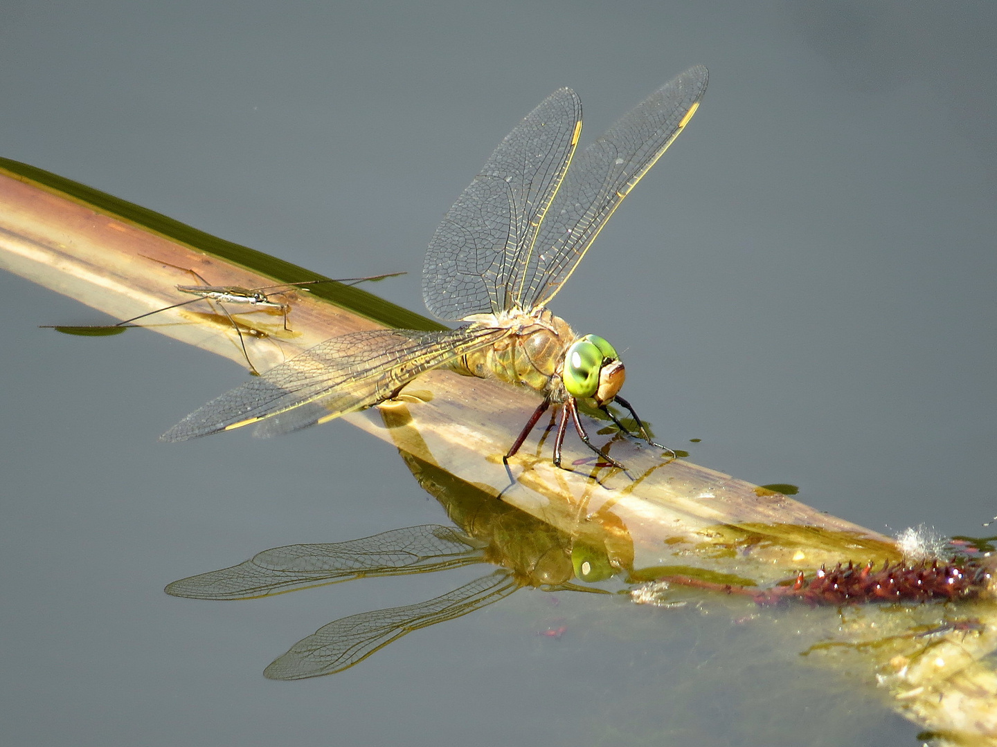 Kleine Königslibelle (Anax parthenope), Weibchen bei der Eiablage  (2)