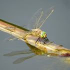 Kleine Königslibelle (Anax parthenope), Weibchen bei der Eiablage  (2)