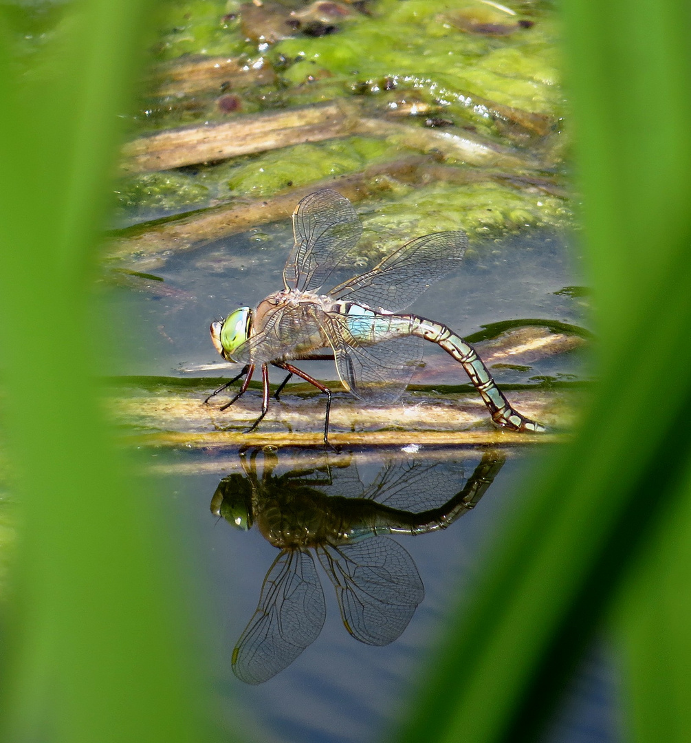 Kleine Königslibelle (Anax parthenope), Weibchen bei der Eiablage