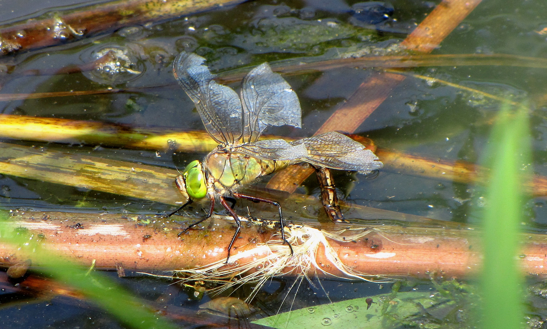 Kleine Königslibelle (Anax parthenope), Weibchen bei der Eiablage