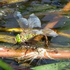 Kleine Königslibelle (Anax parthenope), Weibchen bei der Eiablage